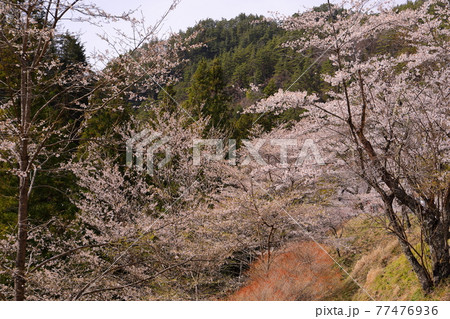 長野県東筑摩郡筑北村　差切峡の桜 77476936