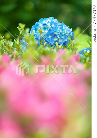 ツツジの奥に咲く青い紫陽花の花 77477147