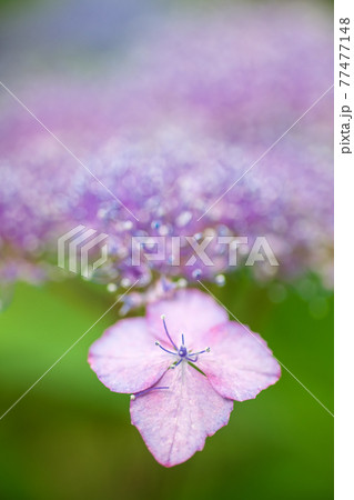 優しいボケに包まれて咲いている額紫陽花の花 優しいボケに包まれて咲いている額紫陽花の花 77477148