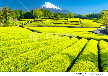 《静岡県》富士山と茶畑の風景 77477270