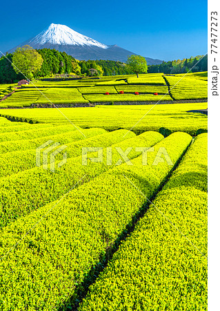 《静岡県》富士山と茶畑の風景 77477273