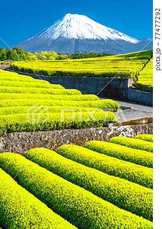 《静岡県》富士山と茶畑の風景 77477292