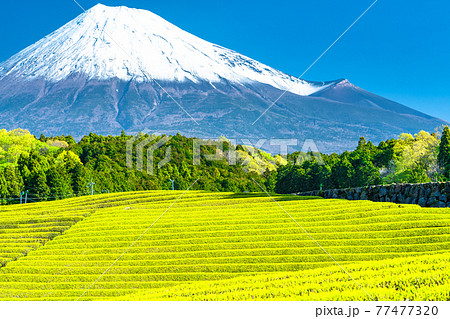 《静岡県》富士山と茶畑の風景 77477320