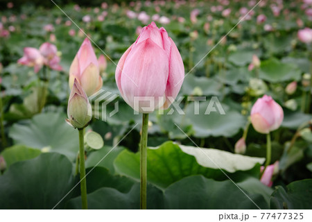 Pink Lotus Flowers Blooming in The Lake, Waterlily Flower With Beautiful Leaves Pattern.Tropical Botany Flower Plant Blossoming in The Nature Pond. Natural Background 77477325