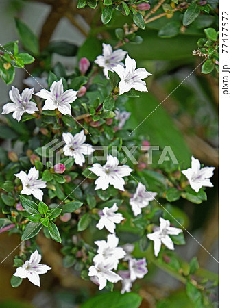 ハクチョウゲ （白丁花） 77477572