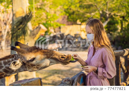 Happy young woman watching and feeding giraffe in zoo wearing a medical mask during COVID-19 coronavirus. Happy young woman having fun with animals safari park on warm summer day 77477821