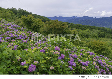 見下ろす斜面のアジサイ／美の山公園（埼玉県：秩父市・小鹿野町） 77477986