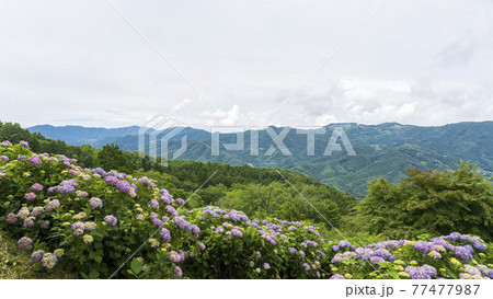 山並みを背景にしたアジサイ／美の山公園（埼玉県：秩父市・小鹿野町） 77477987