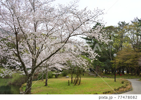 三重県伊勢市　五十鈴川と伊勢神宮（内宮）周辺の桜 77478082