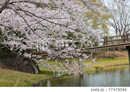 三重県伊勢市　五十鈴川と伊勢神宮（内宮）周辺の桜 77478086