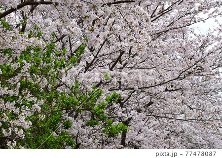三重県伊勢市　五十鈴川と伊勢神宮（内宮）周辺の桜 77478087