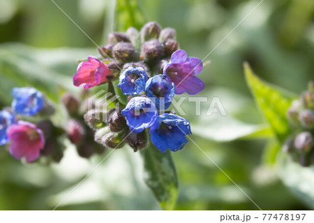 ラングワートの花 ラングワートの花 77478197