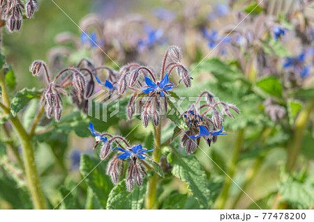 ボリジの花 ボリジの花 77478200