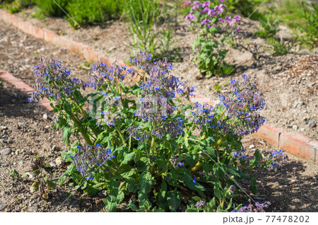 ボリジの花の写真素材