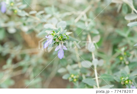 ツリージャーマンダーの花の写真素材