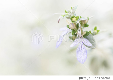 ツリージャーマンダーの花 ツリージャーマンダーの花 77478208