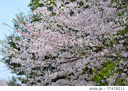 三重県伊勢市 五十鈴川と伊勢神宮(内宮)周辺の桜 三重県伊勢市 五十鈴川と伊勢神宮(内宮)周辺の桜 77478211