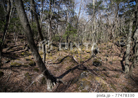 青木ケ原樹海の入口(本栖湖付近) 77478330