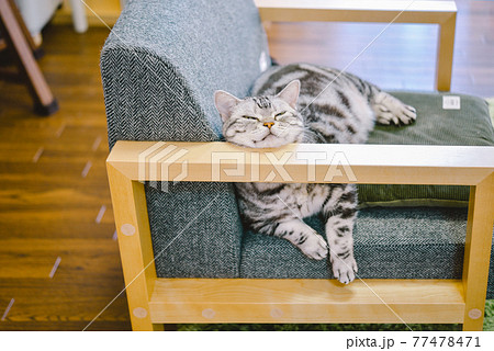 ソファーの肘掛けを枕にする猫 77478471