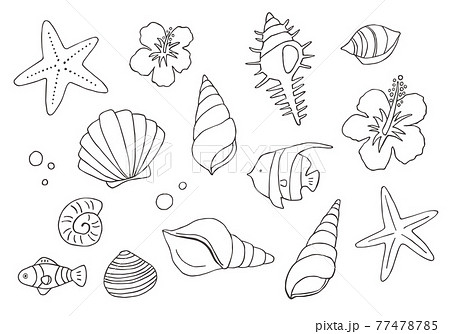 いろんな貝殻の手描きイラスト モノクロ のイラスト素材
