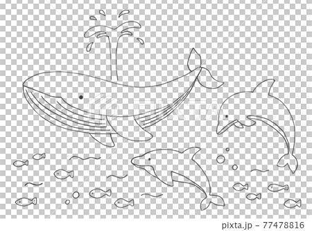 クジラとイルカの手描きイラストセット(モノクロ) クジラとイルカの手描きイラストセット(モノクロ) 77478816