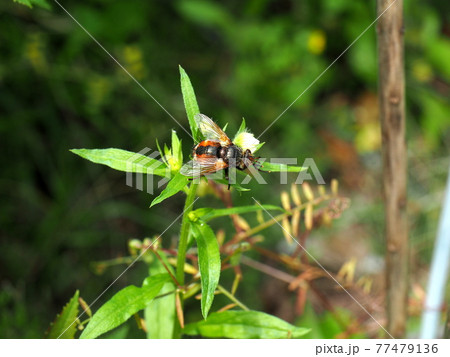 生態写真、セスジハリバエ 生態写真、セスジハリバエ 77479136