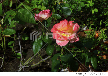 バラの花、淡い赤色、中心部分は淡い黄色@我が家の庭、堺市 バラの花、淡い赤色、中心部分は淡い黄色@我が家の庭、堺市 77479139