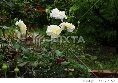 バラの花 薄いクリーム色 我が家の庭 堺市の写真素材