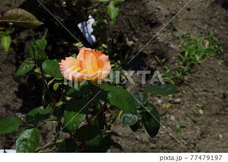 バラの花、淡い赤色、中心部分は淡い黄色@我が家の庭、堺市 バラの花、淡い赤色、中心部分は淡い黄色@我が家の庭、堺市 77479197