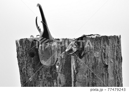 ヘラクレスオオカブト ヘラクレスオオカブト 77479243