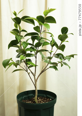 観葉植物 植物 葉 77479550