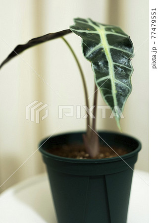 葉 植物 カメ 77479551