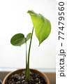 葉 発芽 芽 77479560