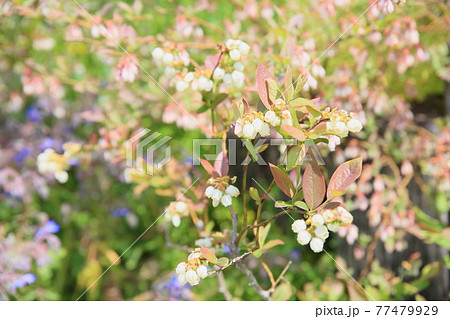 ブルーベリーの花 ブルーベリーの花 77479929