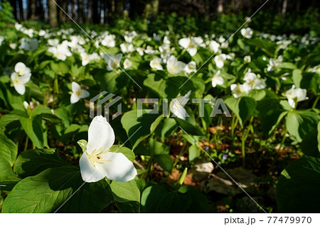 オオバナノエンレイソウ 群落 オオバナノエンレイソウ 群落 77479970