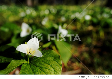 オオバナノエンレイソウ　群落 77479972