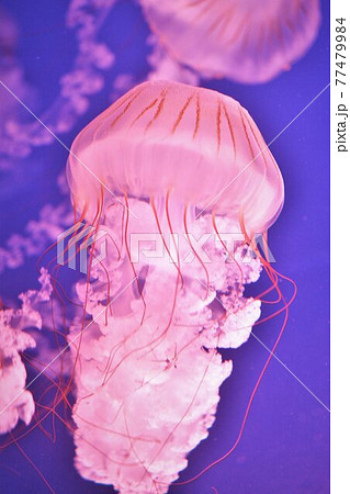 クラゲ 77479984