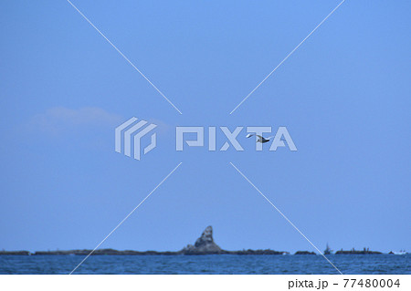 烏帽子岩とカモメ 77480004