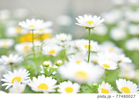 デイジーの花 77480027