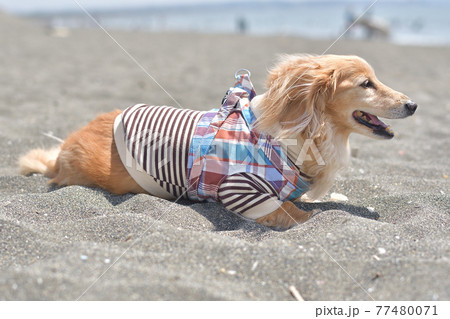砂浜でくつろぐ犬 砂浜でくつろぐ犬 77480071