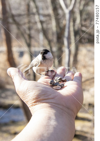 餌やり体験 西湖野鳥の森公園 餌やり体験 西湖野鳥の森公園 77480157