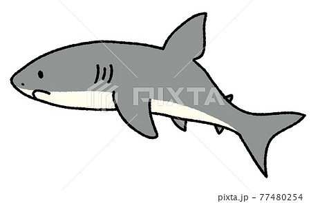 Shark 2 Stock Illustration