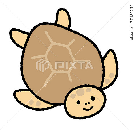 ウミガメのイラスト素材