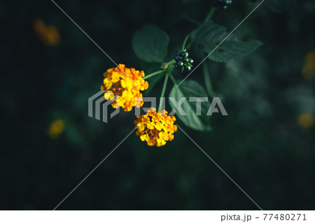 Close-Up Of  Dark green leaves 77480271