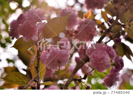 桜 さくら サクラ 77480340