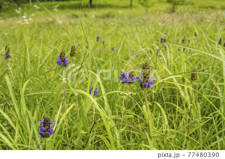 野草／野原に咲くウツボグサ（Prunella vulgaris） 77480390