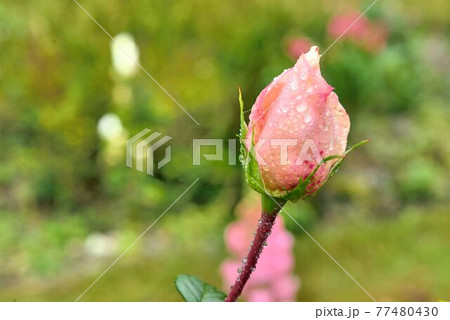 薔薇 バラ科 バラ 77480430