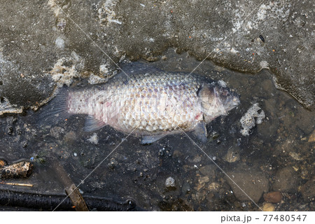 The dead fish on the shore of the lake 77480547