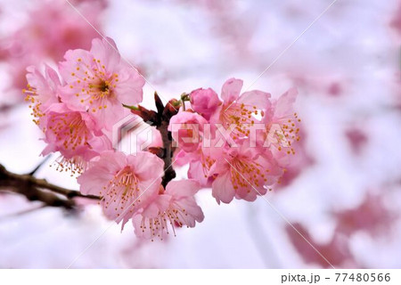 桜 さくら サクラ 77480566