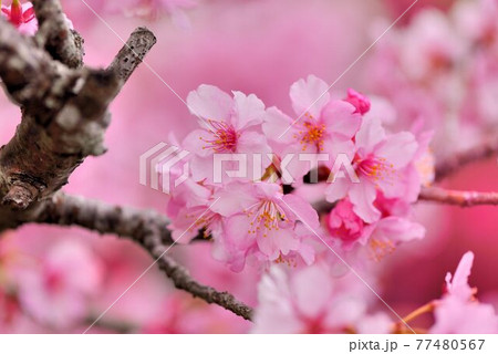桜 さくら サクラ 77480567